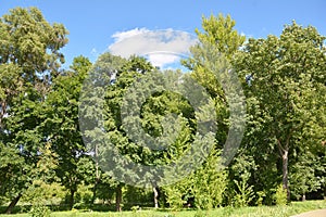 Green wall fence from big trees against stronger winds, storms, hurricanes