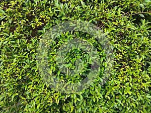 Green wall leaves background