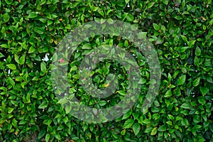 Green wall from leaves rose texture closeup horizontal hd