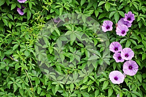 A green wall with morning glory