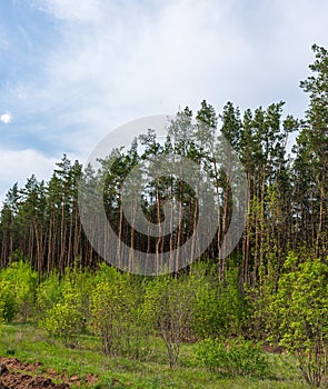 Green wall of the pine forest