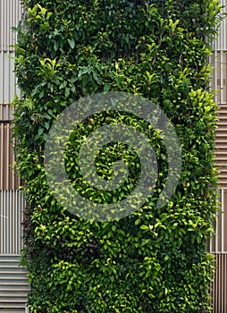 Green wall, vertical garden. Background with lush foliage.