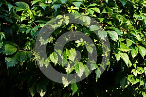 Green wall of wild grape leaves