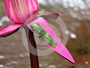 Green wallace`s flying frogs on the petals of pink water lily