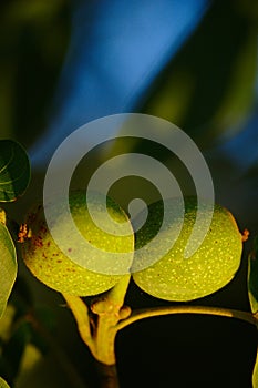 Green Wallnuts In Summer