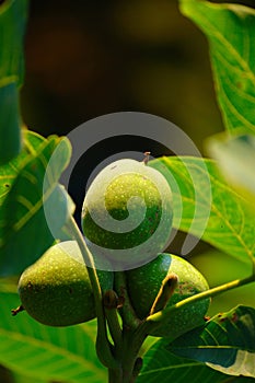 Green Wallnuts In Summer