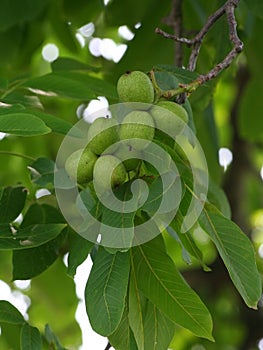 Green walnut