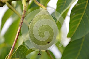 Green Walnut