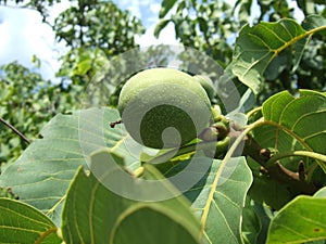 Green walnut