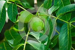 Green walnut