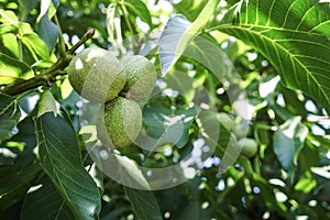 Green walnut branch