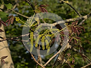 Green Walnut catkins and red young leafs