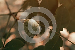 Green walnut fruit in a husk skin on tree branch in orchard