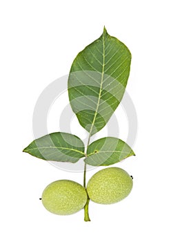 Green walnut with leaf