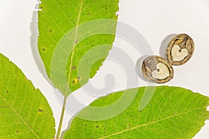 Green walnut leaf and cracked walnut on white