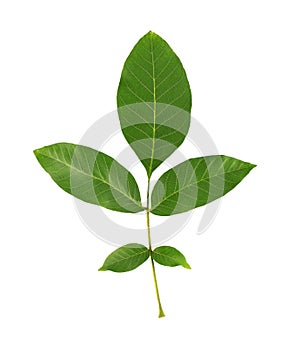 Green walnut leaf isolated on white background. Branch of walnut.