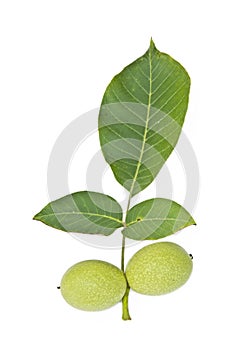 Green walnut with leaf photo