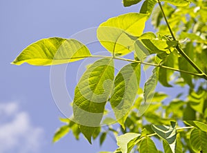 Green walnut leaf