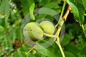 Green walnut on a twig with leaves Juglans