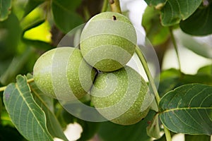 Green walnut yaoung fruits ripening on the tree with leaves, natural agricultural background