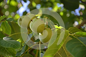 Green Walnuts