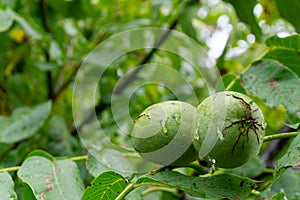 Green walnuts growing on a tree.