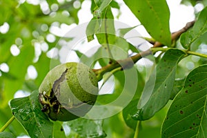 Green walnuts growing on a tree.