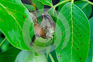 Green walnuts growing on a tree.