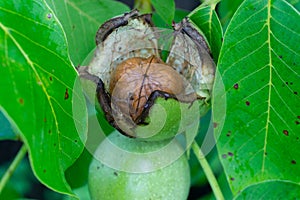 Green walnuts growing on a tree.