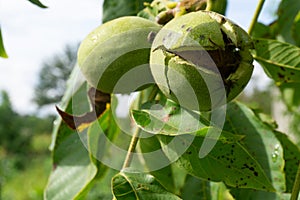 Green walnuts growing on a tree.