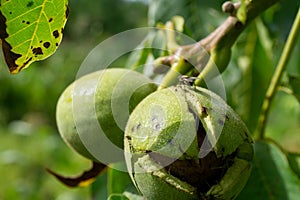 Green walnuts growing on a tree.