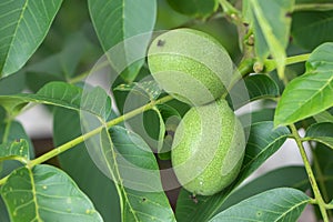 Green walnuts growing on a tree. close-up