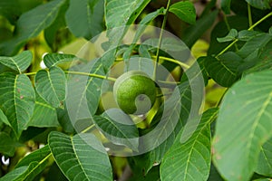 Green walnuts growing on a tree, close up