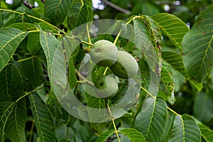 Green walnuts growing on a tree, close up