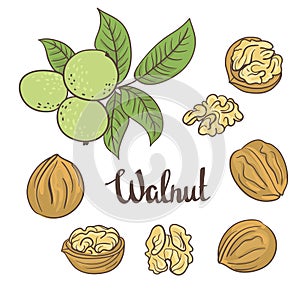 Green walnuts with leaves and dried walnuts isolated on a white background