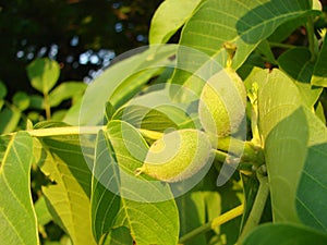 green walnuts from the side on a branch of a walnut tree. Copy space above and below the green walnuts