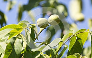 Green walnuts on the tree