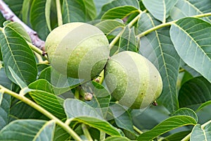 Green walnuts in the tree