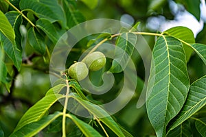 Green walnuts on a tree branch. Fresh spring leaves. Green walnut brunch with unripe fruits in the garden.