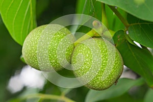 Green walnuts on the tree