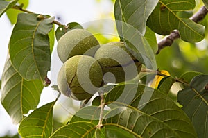 Green walnuts on tree
