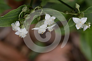 Green wandering Jew