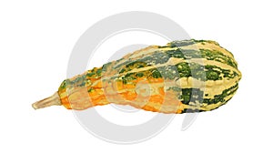 Green warty ornamental gourd with orange patch