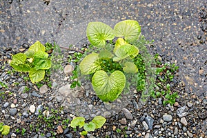 Green Wasabi tree at Farm in Azumino, Nagano