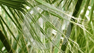 Green Washingtonia filifera palm leaf with white fibers. Tropical tree foliage
