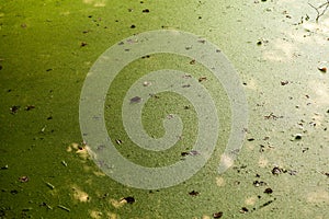 Green water algae at bird sanctuary lake