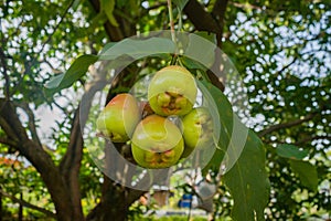 green water apple or Syzygium aqueum fruit on the tree at water apple plantation