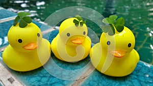 Green Water Clover on yellow duck family dolls