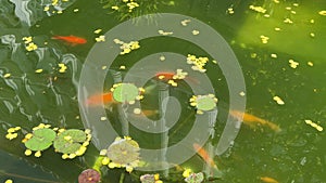 Green water is dirty Feeding fish, decorative carp, a pond in the yard of a private house is made of a frame pool