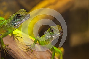 Green water dragons